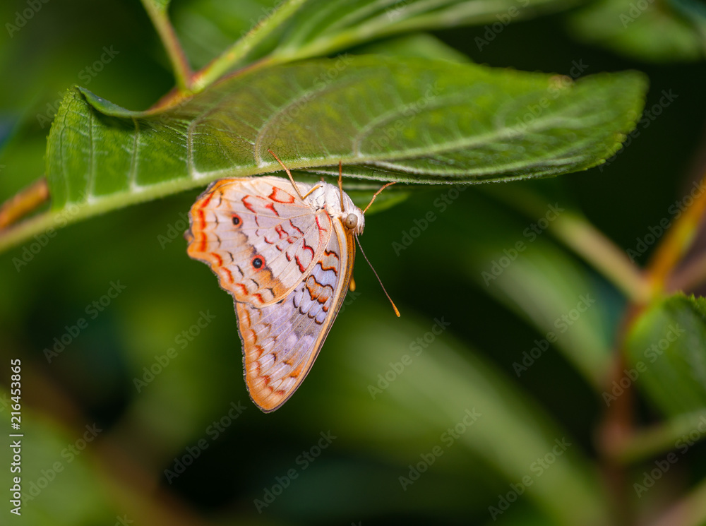 Wall mural isolated macro image of fancy butterfly, shallow depth of field