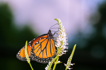 isolated macro image of fancy butterfly, Queen butterfly (Danaus gilippus) 