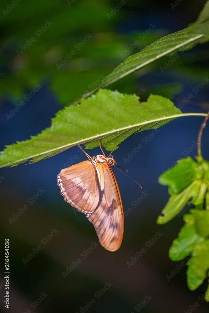 Wall mural isolated macro image of fancy butterfly, shallow depth of field