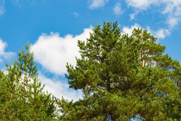 Pine forest, lush green trees and blue sky with clouds. Russian nature. Kostroma region.