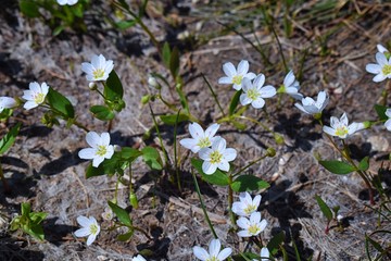 Tiny wildflowers, surrounded by green leaves, bloom after snow melt in the Wind Rivers Range of the Rocky Mountains in the Titcomb Basin, Wyoming, United States.