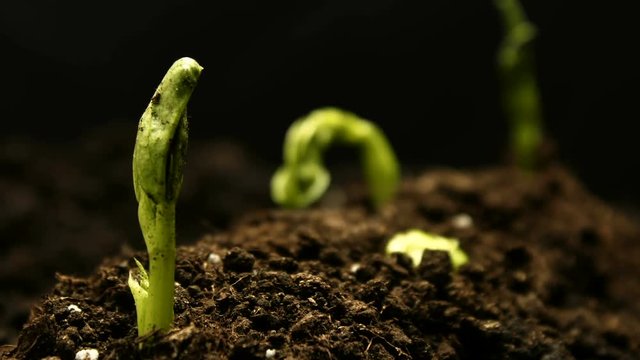 Growing Pea Bean at Farm Seeds Agriculture Timelapse