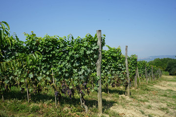 Fototapeta na wymiar Vineyards around La Morra, Piedmont - Italy