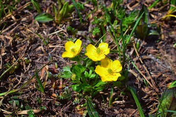 Tiny wildflowers, surrounded by green leaves, bloom after snow melt in the Wind Rivers Range of the Rocky Mountains in the Titcomb Basin, Wyoming, United States.