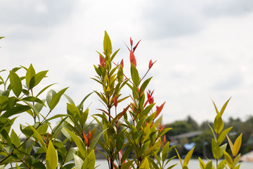 green leaf and cloud