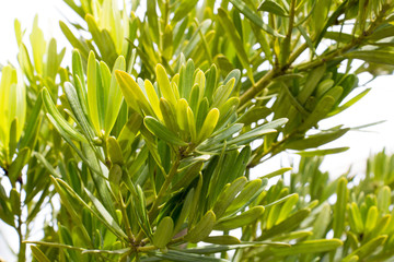 green leaf and cloud