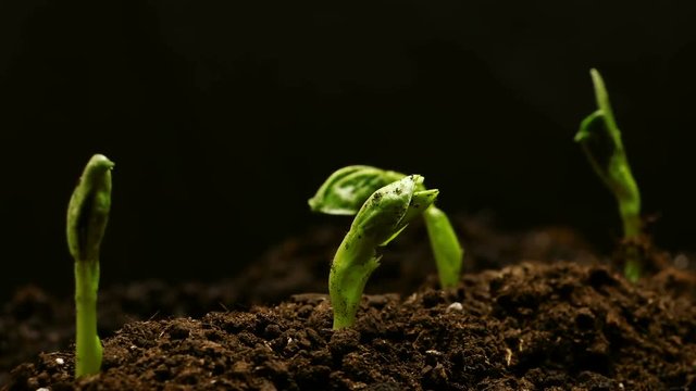 Growing Pea Bean at Farm Seeds Agriculture Timelapse