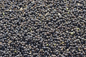 Closeup of coffee beans in drying process