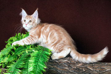 Pretty maine coon kitten  sitting on stump on brown background