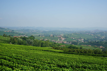 Fototapeta na wymiar View of the vineyards near La Morra, Piedmont