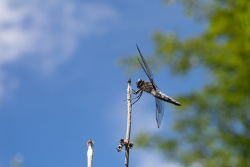 A close up of a dragonfly resting on a small branch.