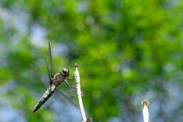 A close up of a dragonfly resting on a small branch.