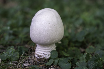 White Summer time mushrooms