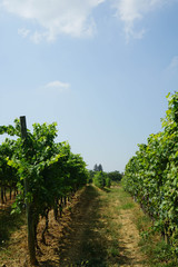 Fototapeta na wymiar Vineyards near the village of La Morra, Piedmont - Italy