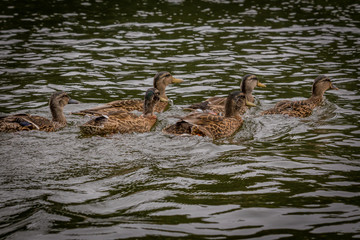 Ducks Swimming on a Lake