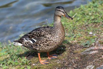 Ente am Ufer