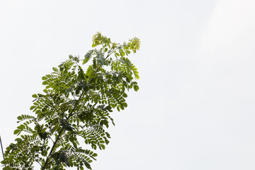 green leaf and blue sky