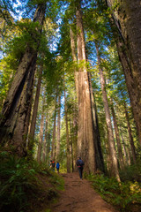 Damnation Creek Trail