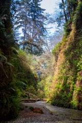 Obraz premium Fern Canyon at Prairie Creek