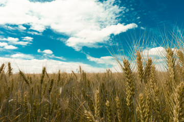 Field of ripe wheat against the blue sky with white clouds. Agriculture scene
