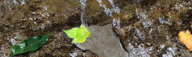 Transparent running water or waterfall. Water and autumn leaves on stones. Take care of nature while traveling or picnicking. The concept of environmental protection.Selective focus,copy space. Banner