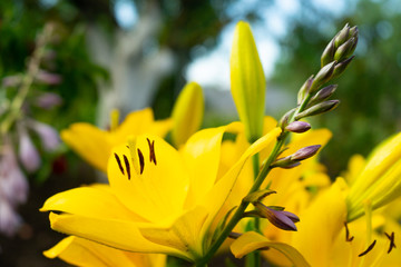 Obraz premium Lovely flowers of yellow lilies growing in the garden.