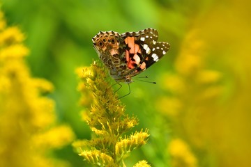 食事中のヒメアカタテハ