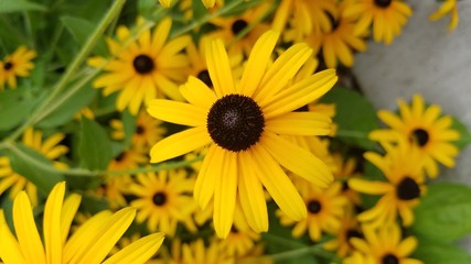 yellow black eyed susan flower