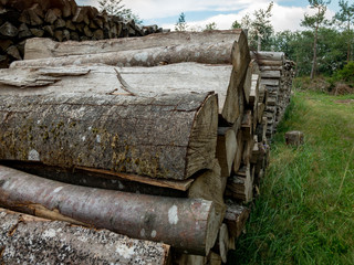 Stacked Firewood