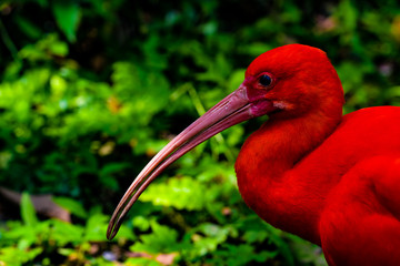 The scarlet ibis (Eudocimus ruber) is a species of ibis in the bird family Threskiornithidae. It inhabits tropical South America and islands of the Caribbean. - obrazy, fototapety, plakaty