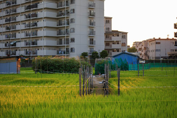 Late afternoon sun hits rice field in quiet Osaka neighborhood from lower angle