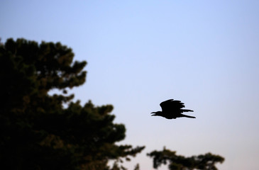 Crow in mid-flight with beak open silhouetted against sunset sky