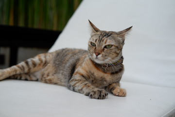 close up cat and cat relaxing