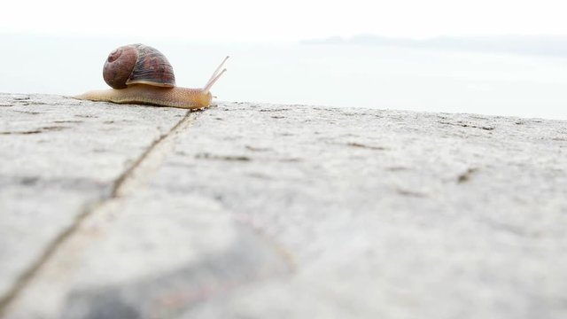 Time lapse of a garden snail moving along the edge of a dressed stone wall above Baker Beach in San Francisco.   Foreground is rough grey stone, out of focus.