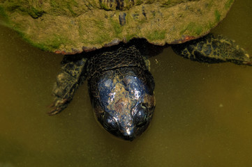 Closeup top view of the head of a Yellow-bellied slider turtle in a pond in Arapahoe North Carolina