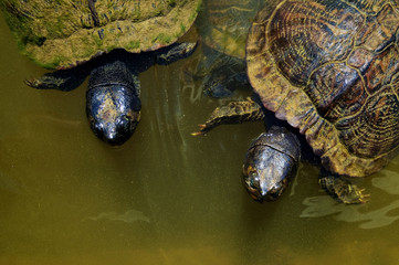 Top view of a pair of Yellow-bellied slider turtles in a pond in Arapahoe North Carolina