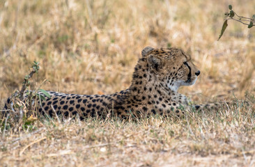 cheetah