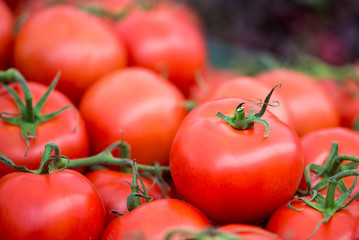 A pile of fresh tomatoes, some still on the vine.