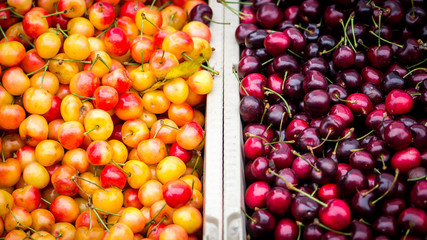 Bins filled with Ranier and black cherries.