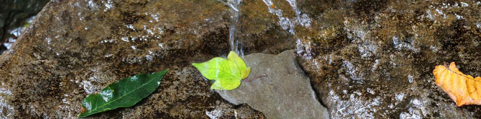 Transparent running water or waterfall. Water and autumn leaves on stones. Take care of nature while traveling or picnicking. The concept of environmental protection.Selective focus,copy space. Banner