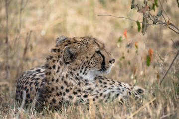 cheetah