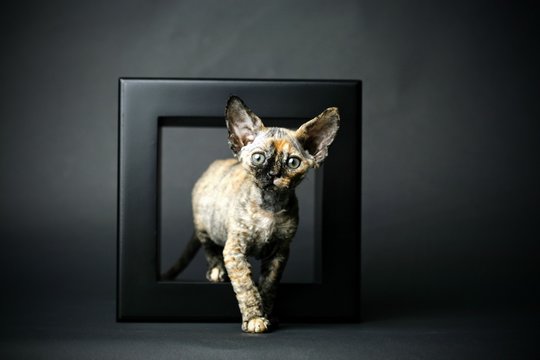 Tortoiseshell Devon Rex Walking Through Black Picture Frame