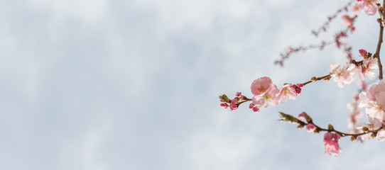 Blossom banner