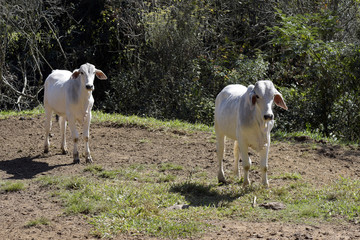 Zebu male calves in pasture with trees