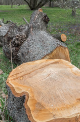 wood logging