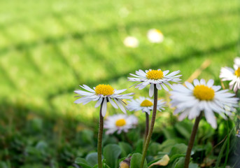 Fototapeta premium Chamomile flowers