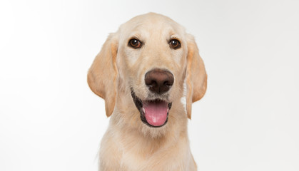 Happy yellow lab puppy