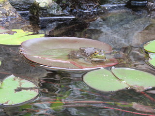 A frog resting on top of a lily pad in a man made pond 
