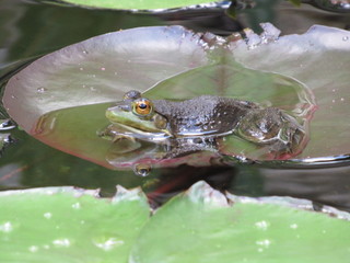 A frog resting on top of a lily pad in a man made pond 