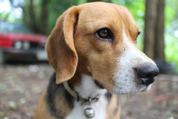 Portrait of beagle dog outdoor.